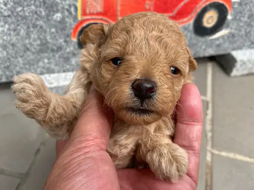 プードルの子犬販売