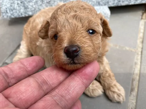プードルの子犬販売