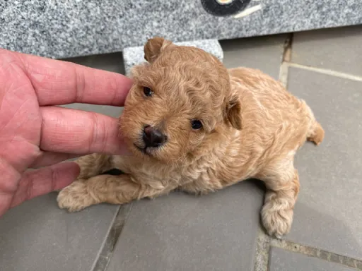 プードルの子犬販売