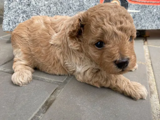 プードルの子犬販売