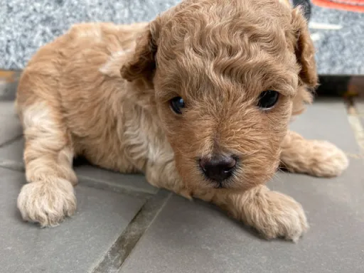プードルの子犬販売