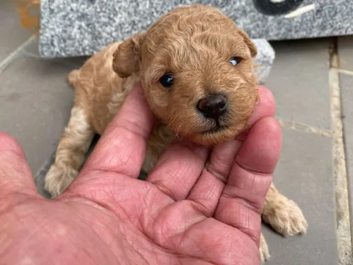 プードルの子犬販売