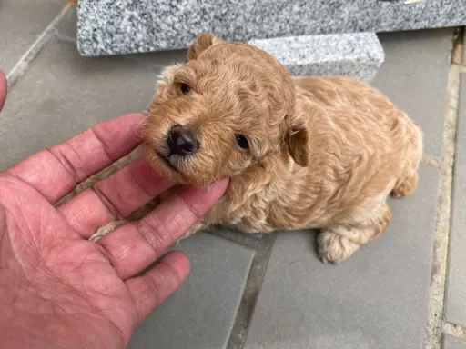 プードルの子犬販売