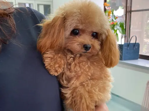 プードルの子犬販売
