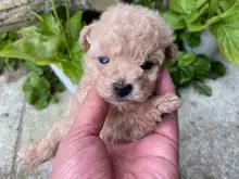 トイ・プードル