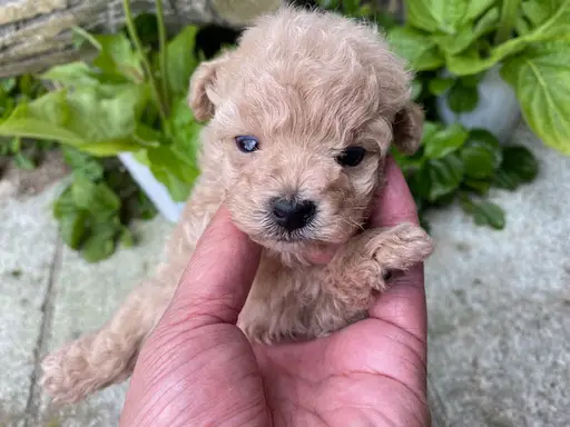 プードルの子犬販売