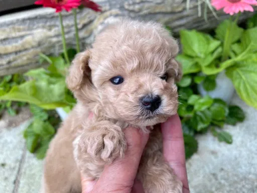 プードルの子犬販売