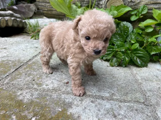 プードルの子犬販売