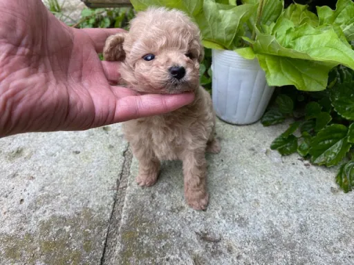 プードルの子犬販売