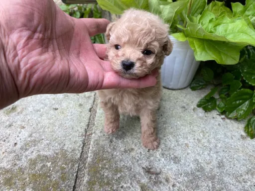 プードルの子犬販売