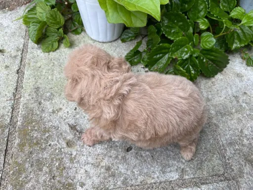 プードルの子犬販売