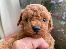 トイ・プードル