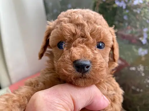 プードルの子犬販売