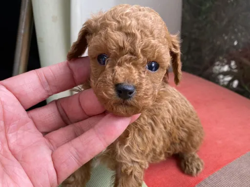 プードルの子犬販売