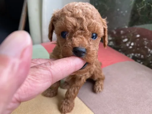 プードルの子犬販売
