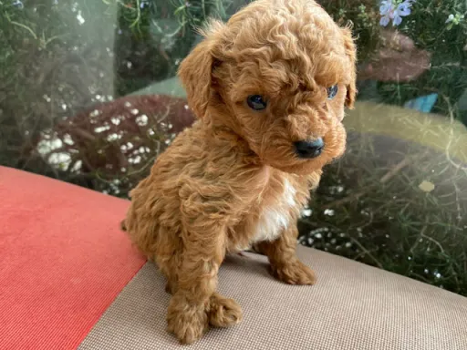 プードルの子犬販売