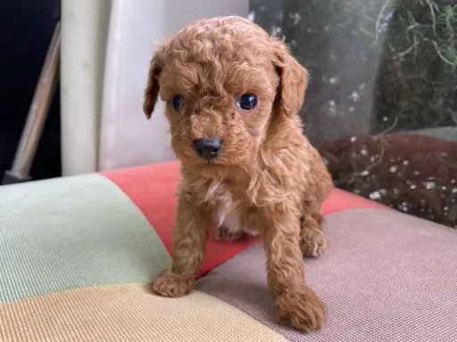 プードルの子犬販売