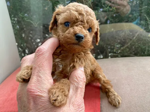 プードルの子犬販売