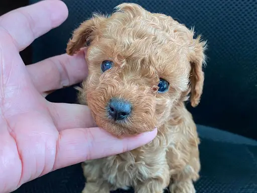 プードルの子犬販売