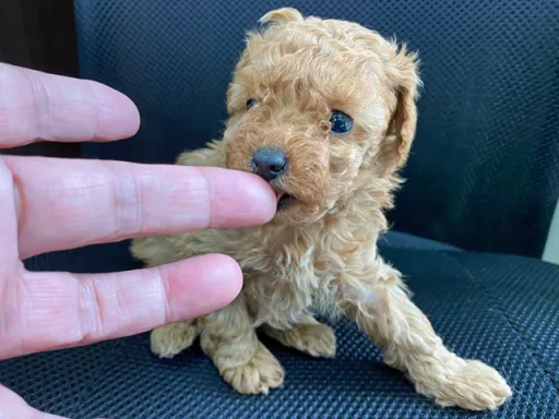 プードルの子犬販売