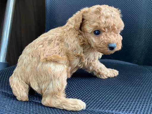 プードルの子犬販売