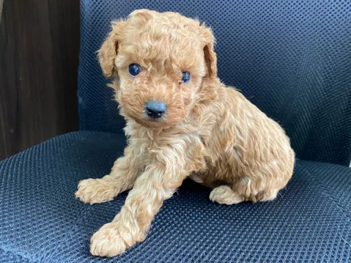 プードルの子犬販売