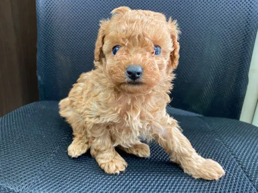 プードルの子犬販売