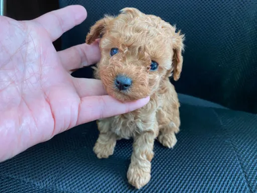 プードルの子犬販売