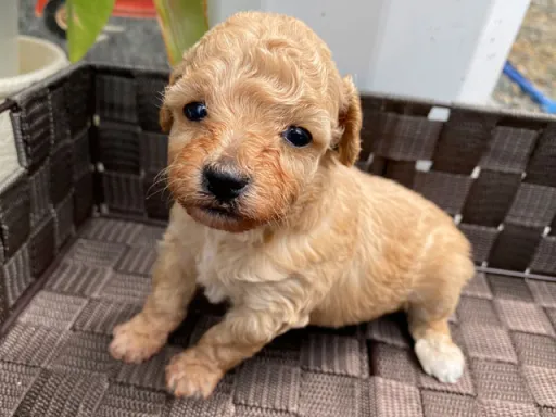 プードルの子犬販売