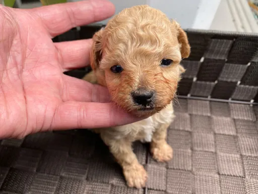プードルの子犬販売