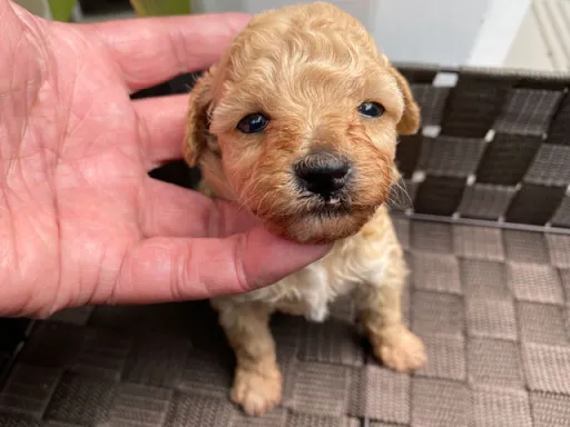 プードルの子犬販売