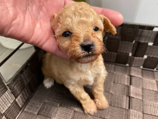 プードルの子犬販売