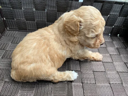 プードルの子犬販売