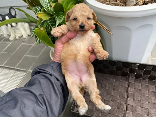 プードルの子犬販売