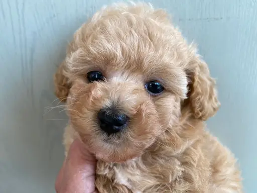 プードルの子犬販売