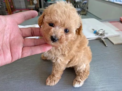 プードルの子犬販売