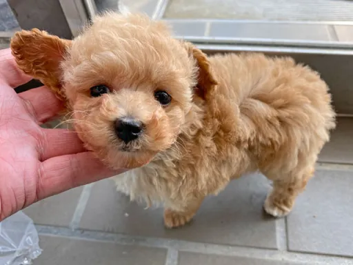 プードルの子犬販売
