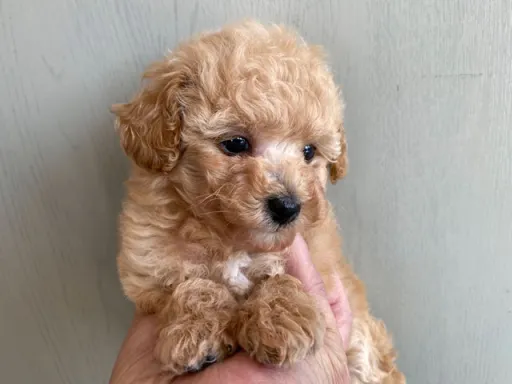 プードルの子犬販売