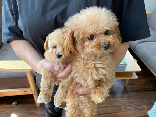 トイ・プードルのサムネイル画像5