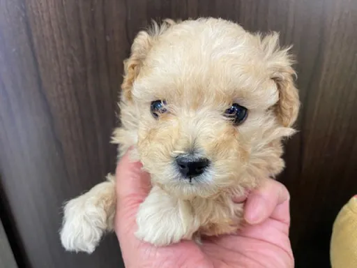 プードルの子犬販売