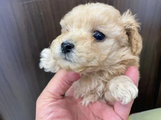 プードルの子犬販売