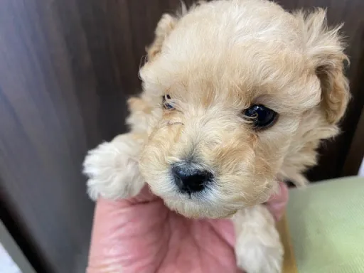 プードルの子犬販売