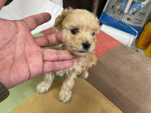 プードルの子犬販売