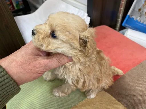 プードルの子犬販売