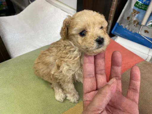 プードルの子犬販売
