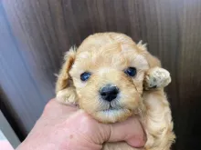 トイ・プードル