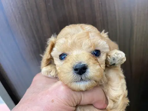 プードルの子犬販売