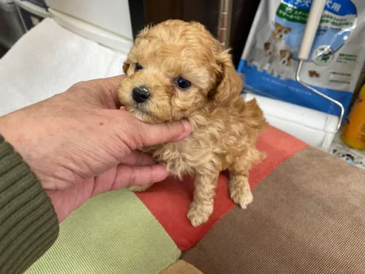 プードルの子犬販売