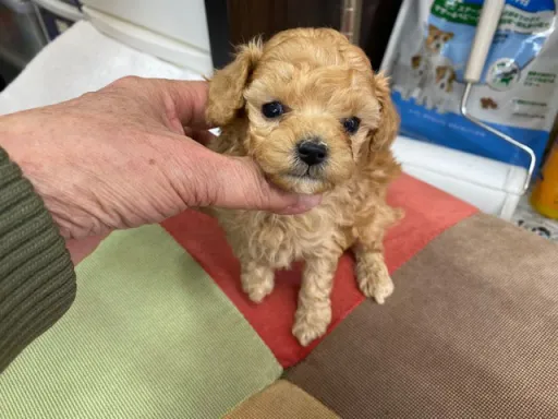 プードルの子犬販売