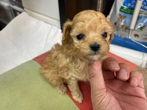 プードルの子犬販売